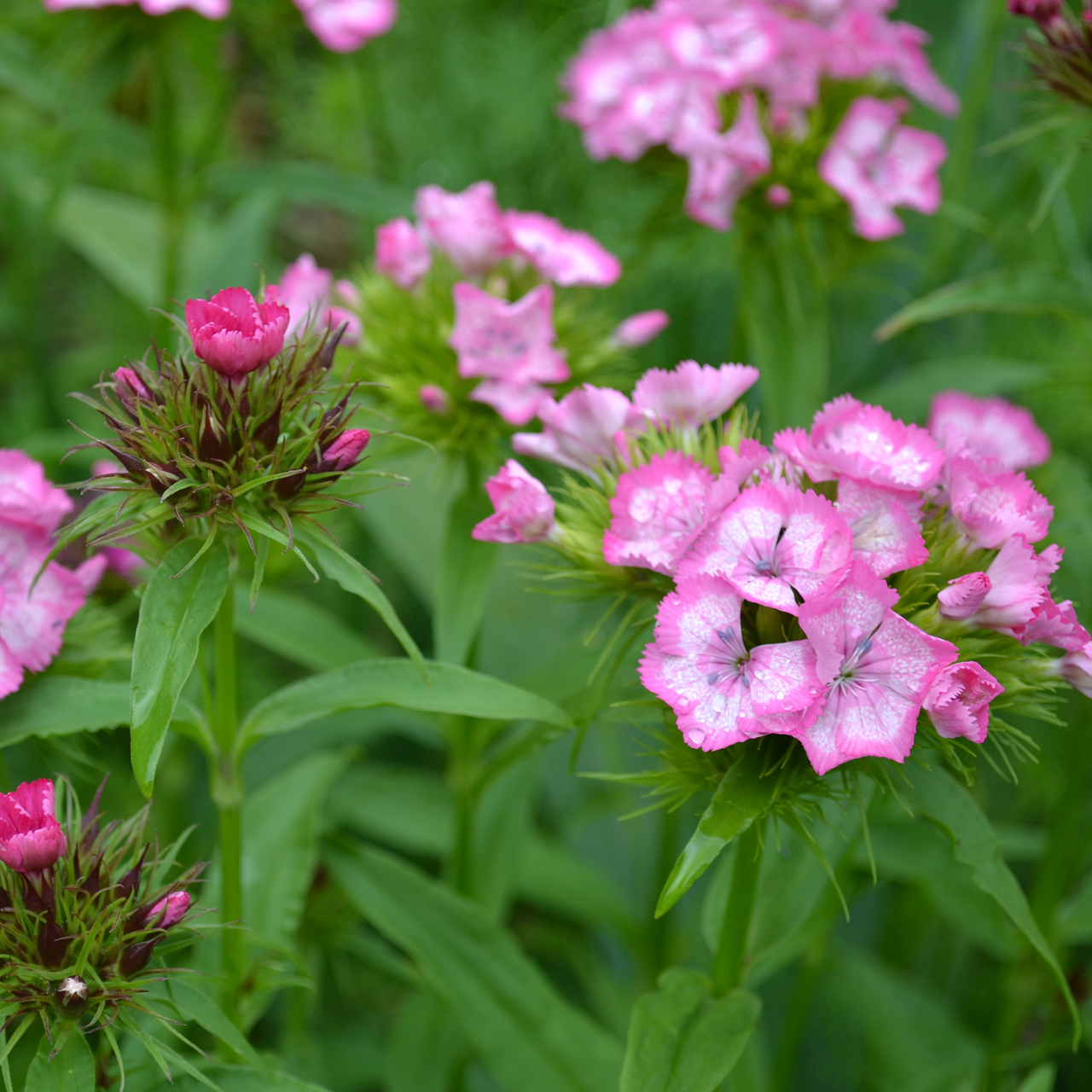 Sweet William (Dianthus barbatus)