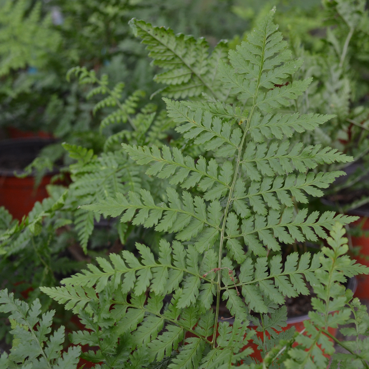 Bare Root Toothwood Fern (Dryopteris carthusiana)