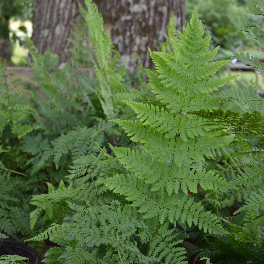 Toothwood Fern (Dryopteris carthusiana)