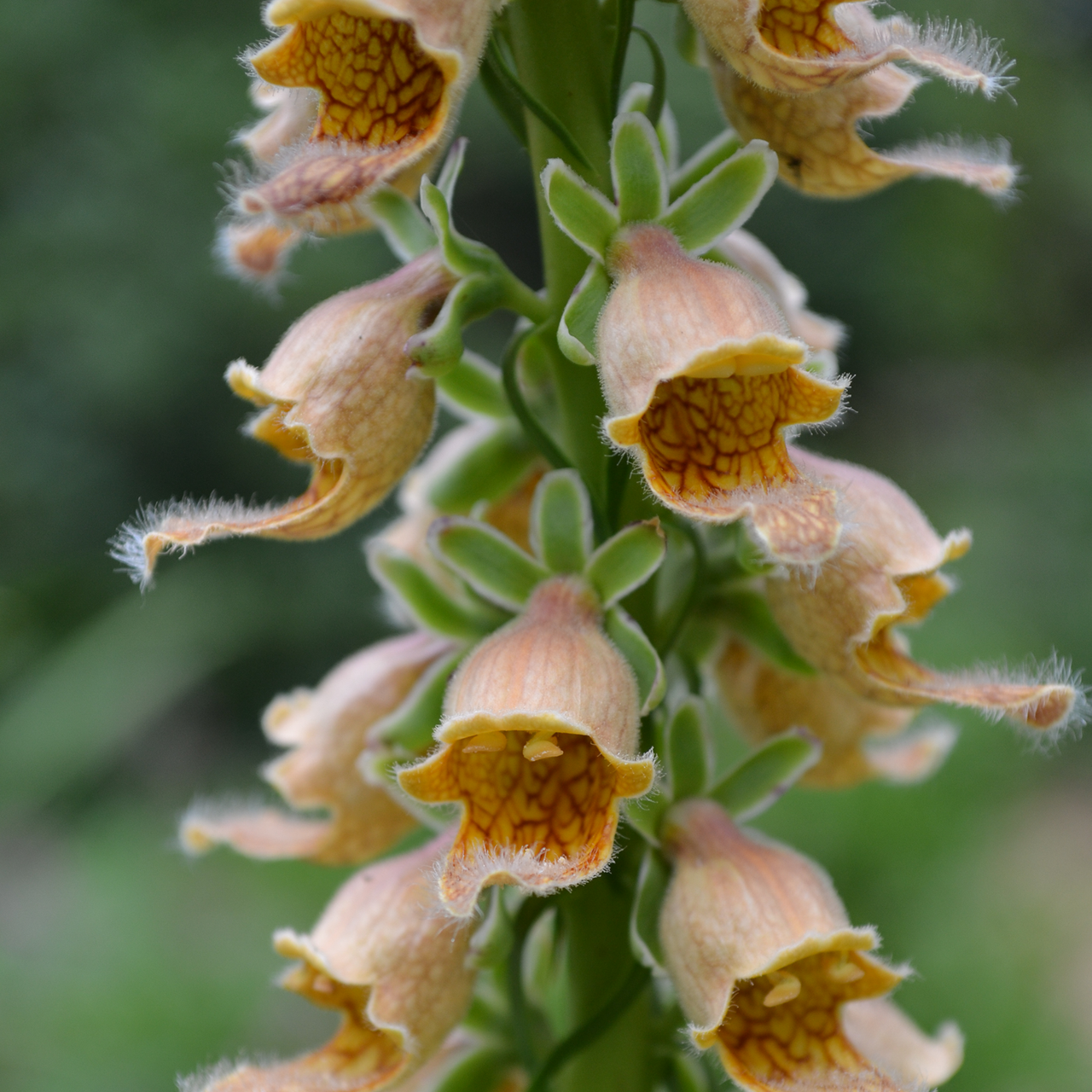 Rusty Foxglove (Digitalis ferruginea)