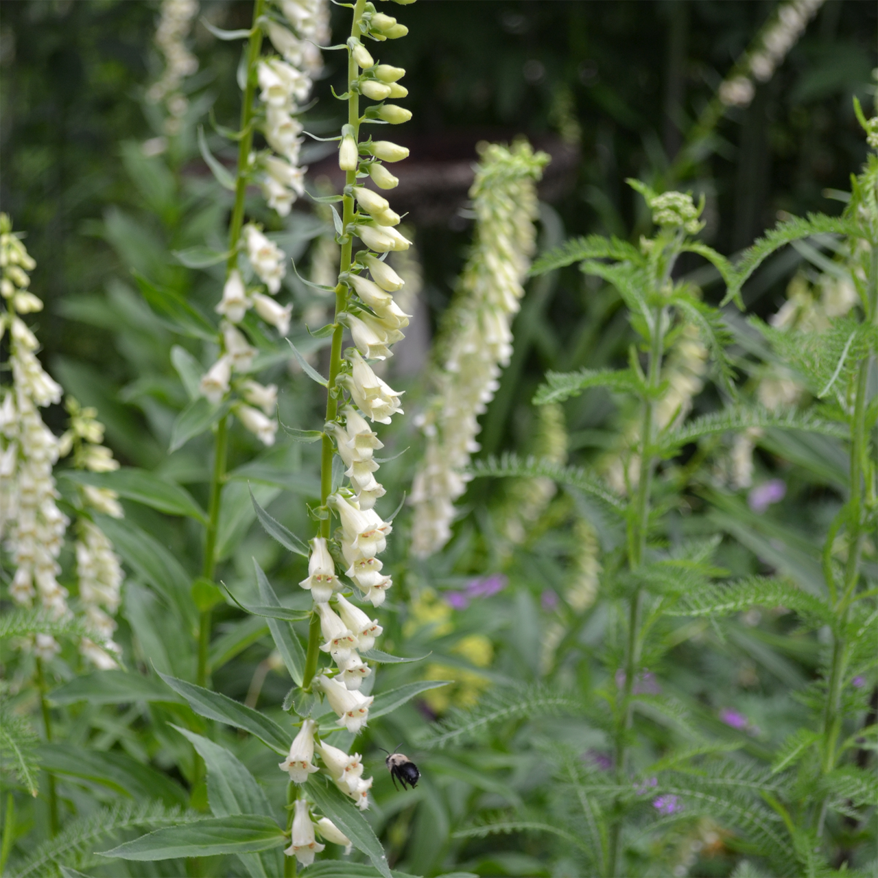 Small Yellow Foxglove (Digitalis lutea)