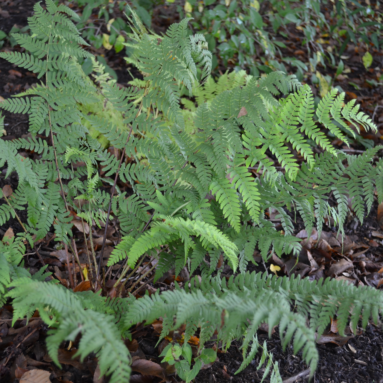 Bare Root Marginal Shield Fern (Dryopteris marginalis)