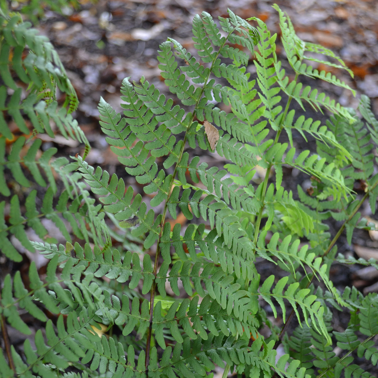 Bare Root Marginal Shield Fern (Dryopteris marginalis)