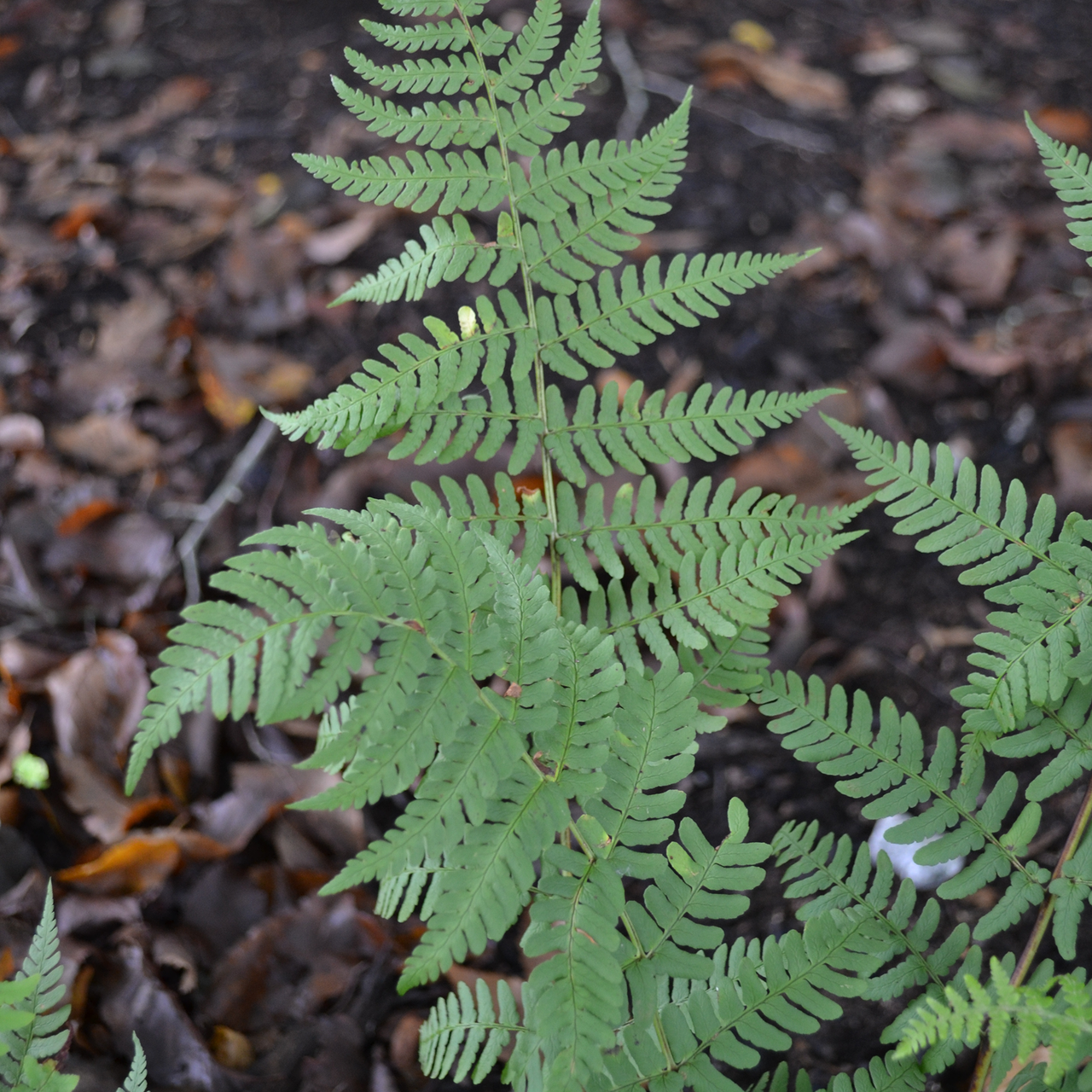 Bare Root Marginal Shield Fern (Dryopteris marginalis)