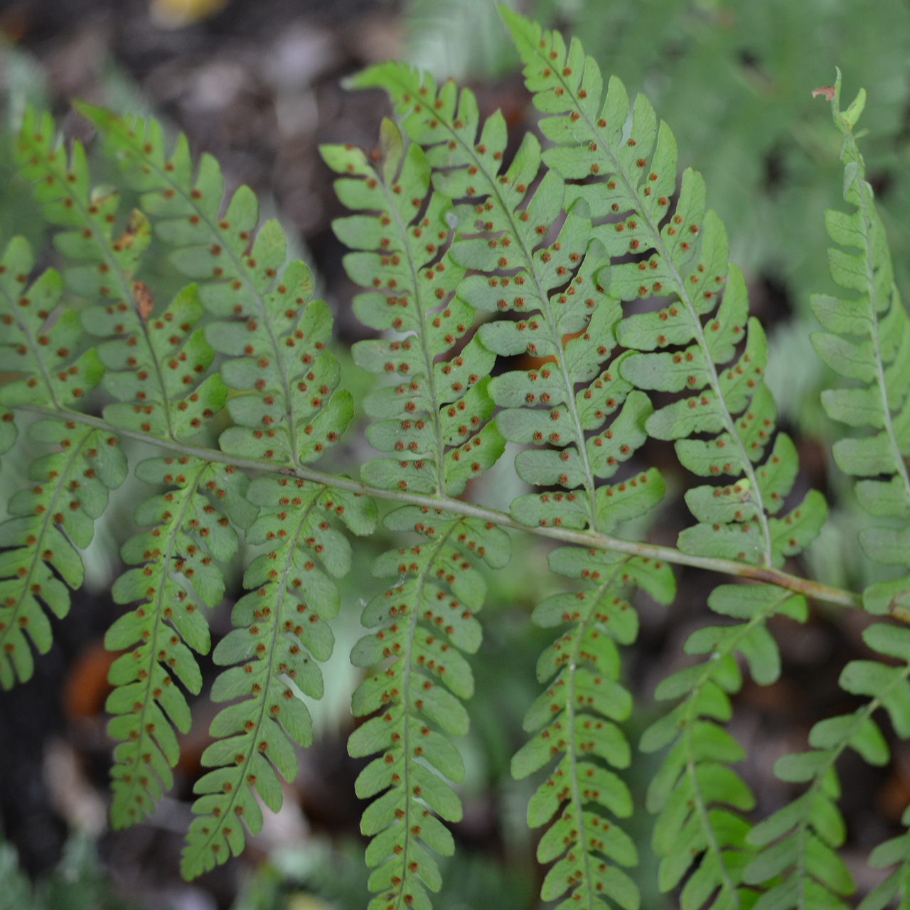 Bare Root Marginal Shield Fern (Dryopteris marginalis)