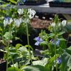 White Shooting Star (Dodecatheon meadia 'Album')