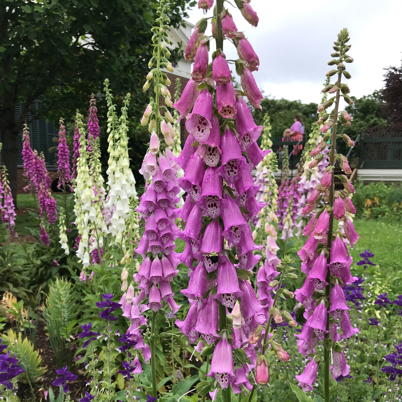 Foxglove Seeds (Digitalis purpurea)