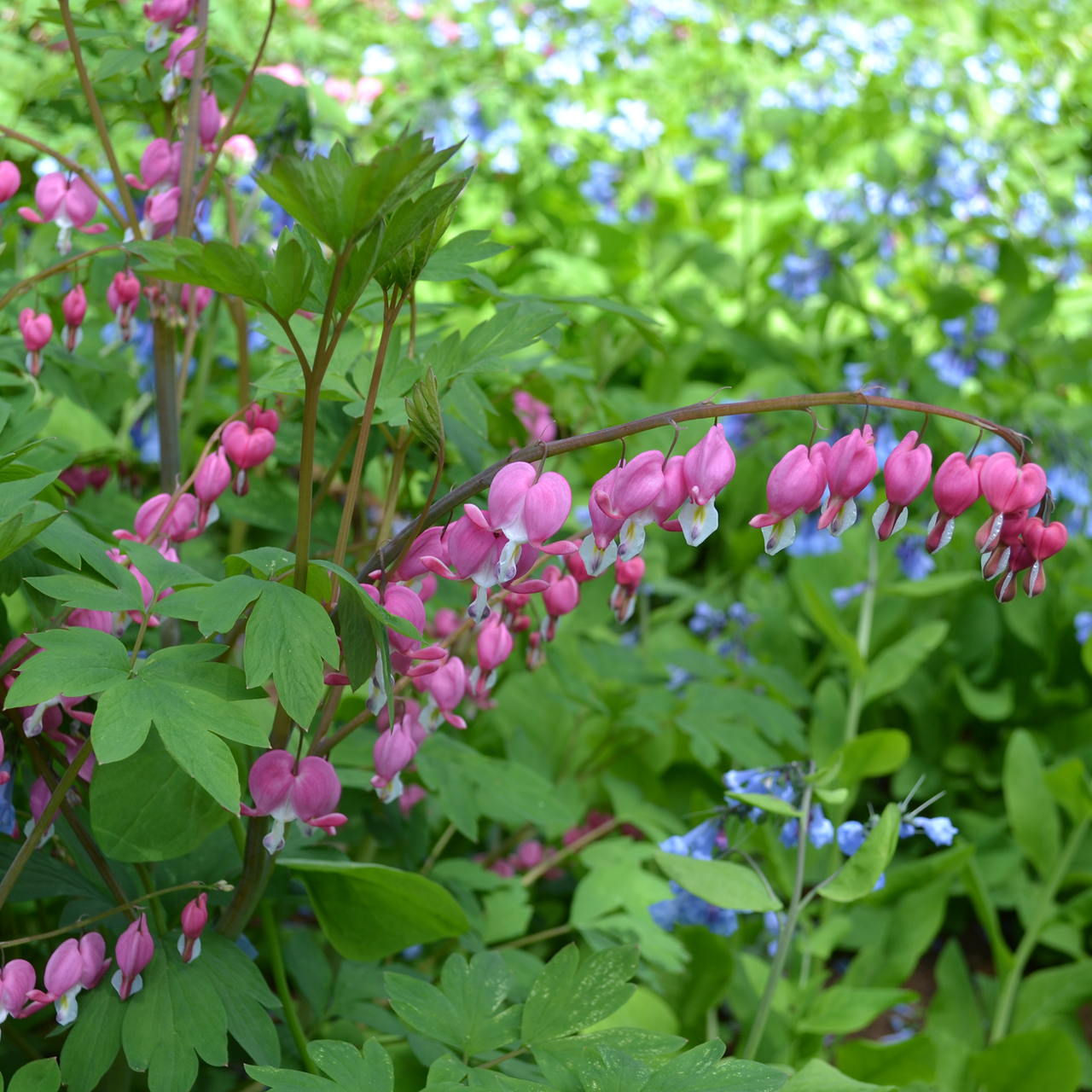 Pink Bleeding Heart (Dicentra spectabilis)