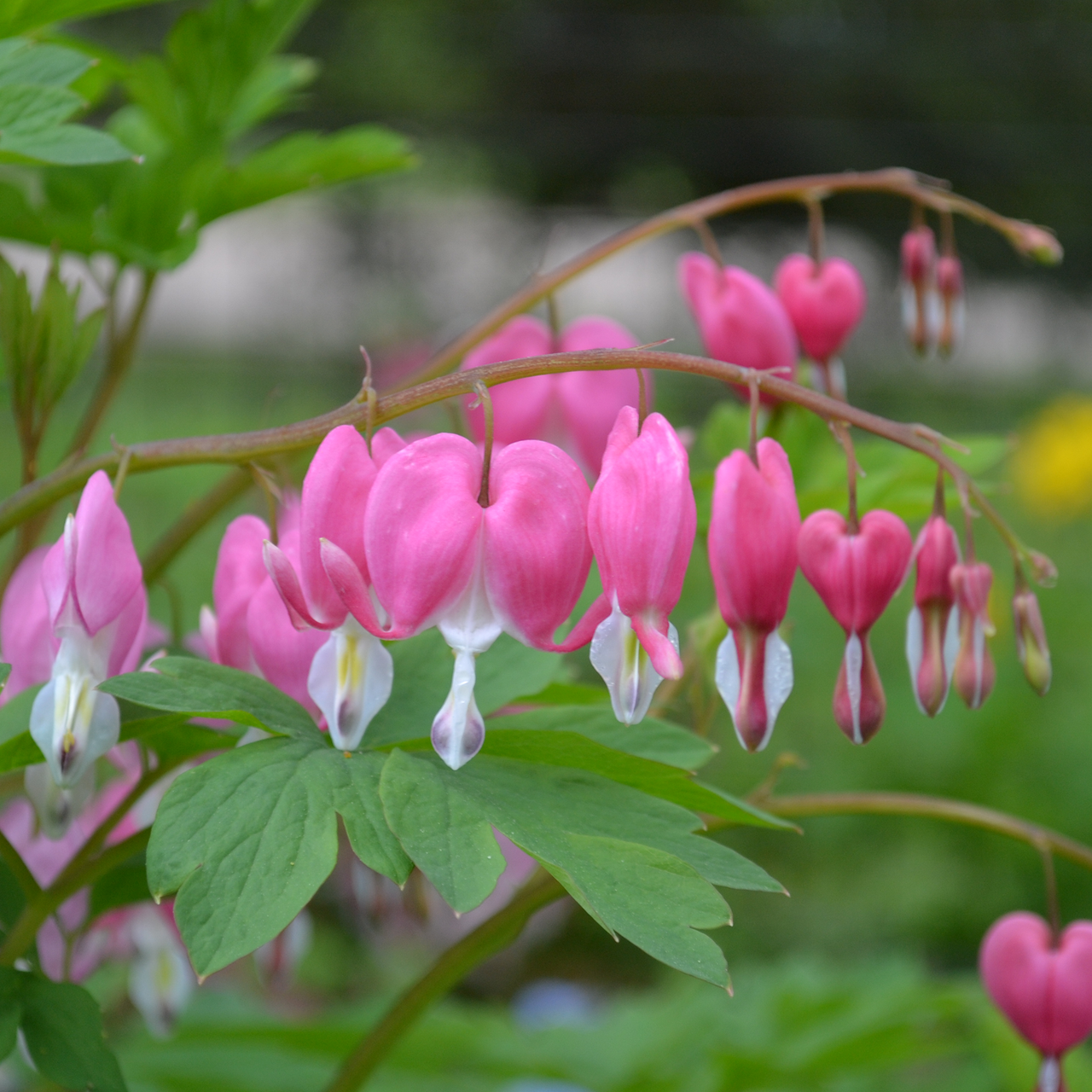 Pink Bleeding Heart (Dicentra spectabilis)