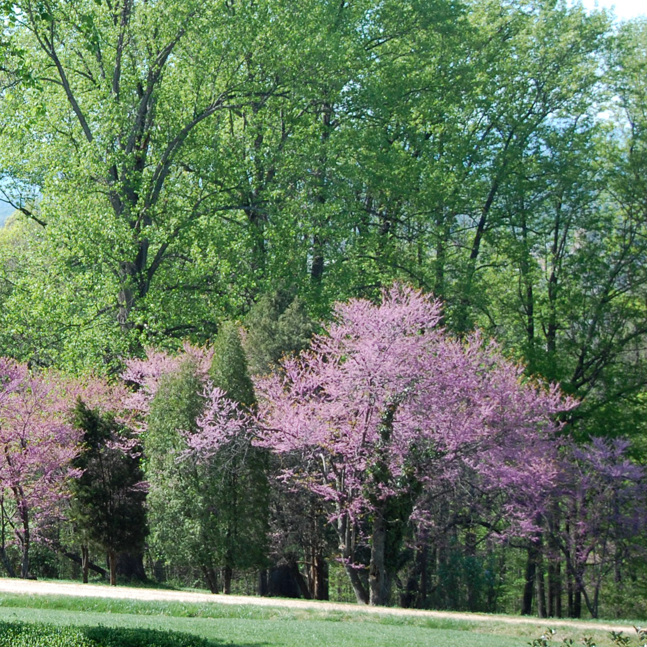 Bare Root Eastern Redbud (Cercis canadensis)