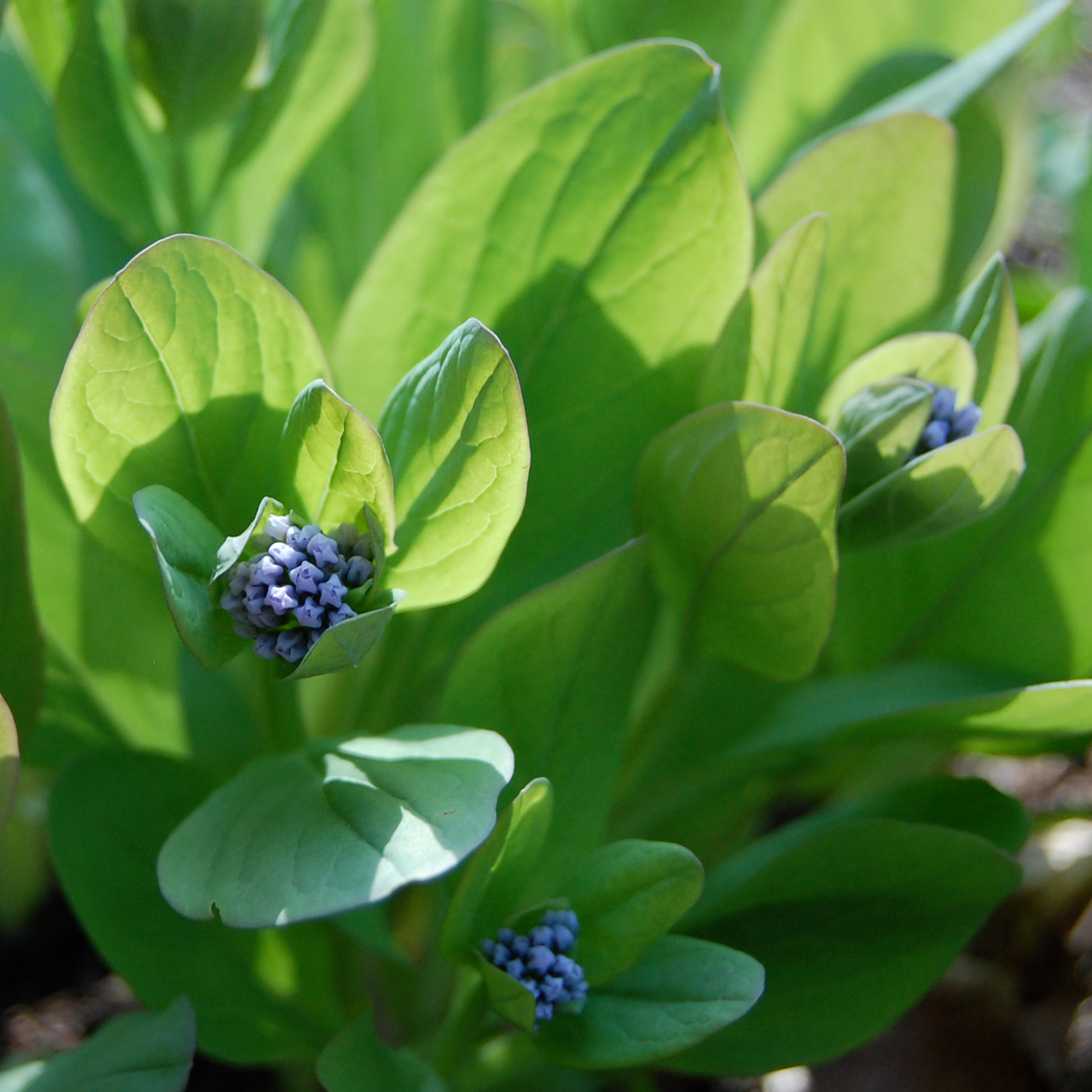 Bare Root Virginia Bluebells (Mertensia virginica)