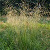 Tufted Hair Grass (Deschampsia cespitosa)