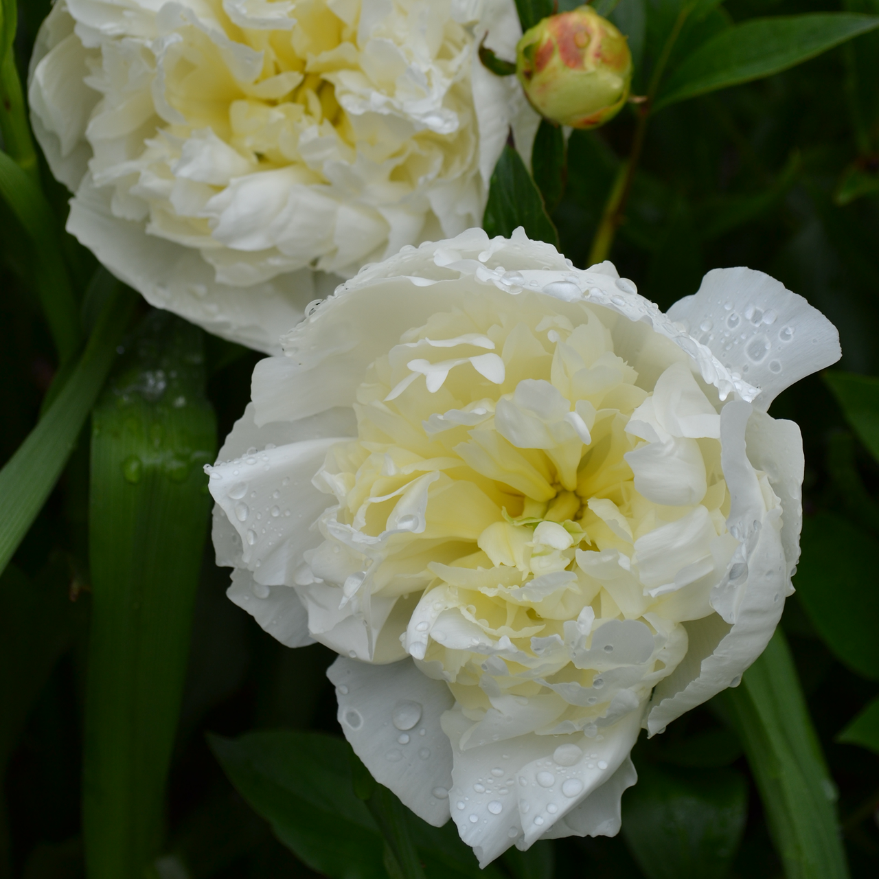 Duchesse de Nemours Peony (Paeonia lactiflora cv.)