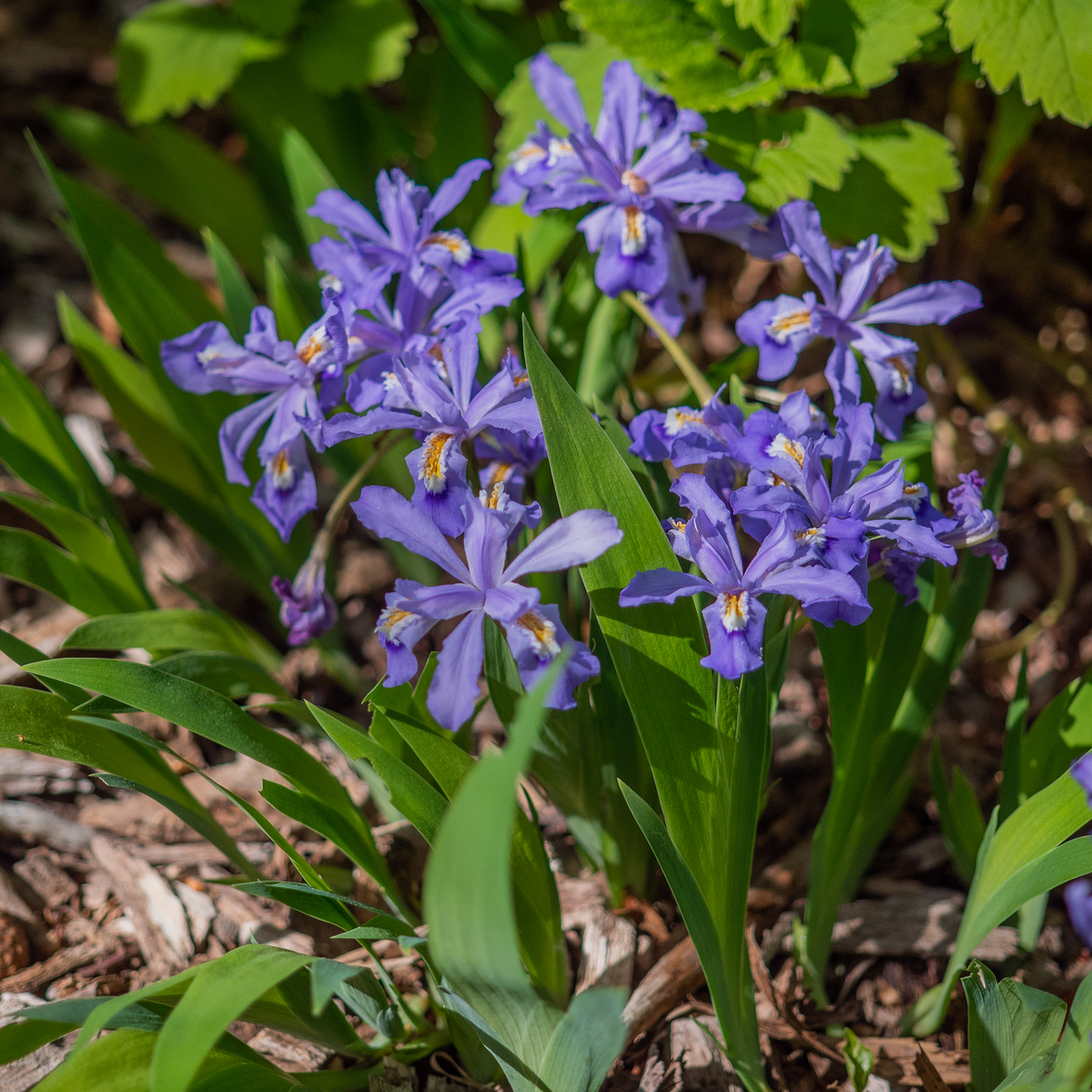 Dwarf Crested Iris (Iris cristata)