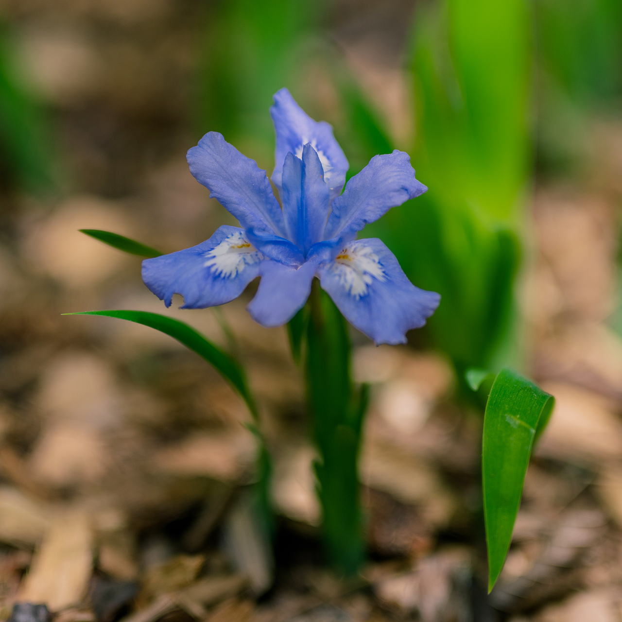 Dwarf Crested Iris (Iris cristata)