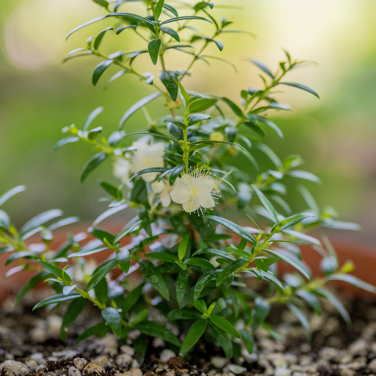 Dwarf Myrtle (Myrtus communis 'Compacta')