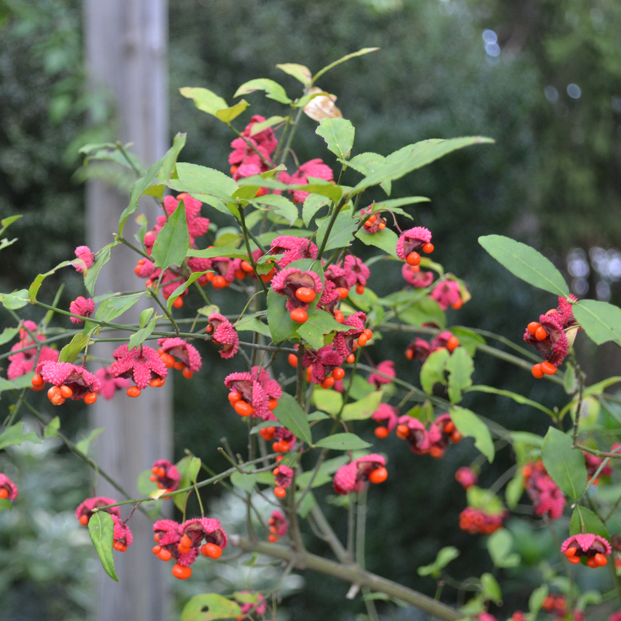 Strawberry Bush (Euonymus americanus)