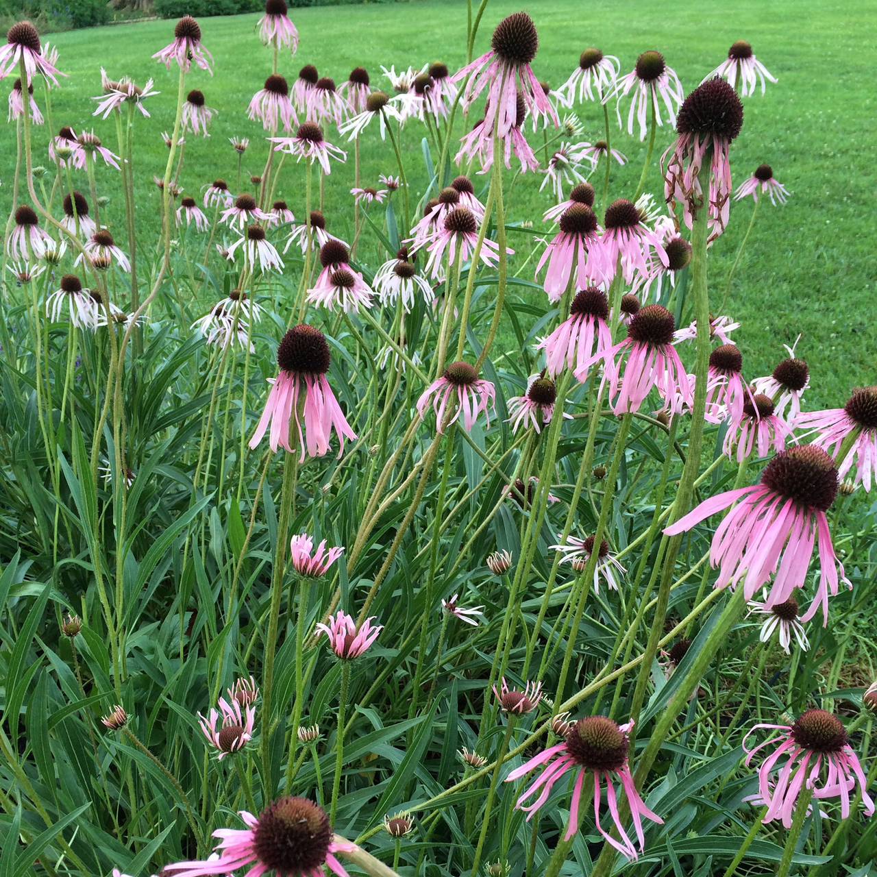 Narrow-leaved Coneflower (Echinacea angustifolia)