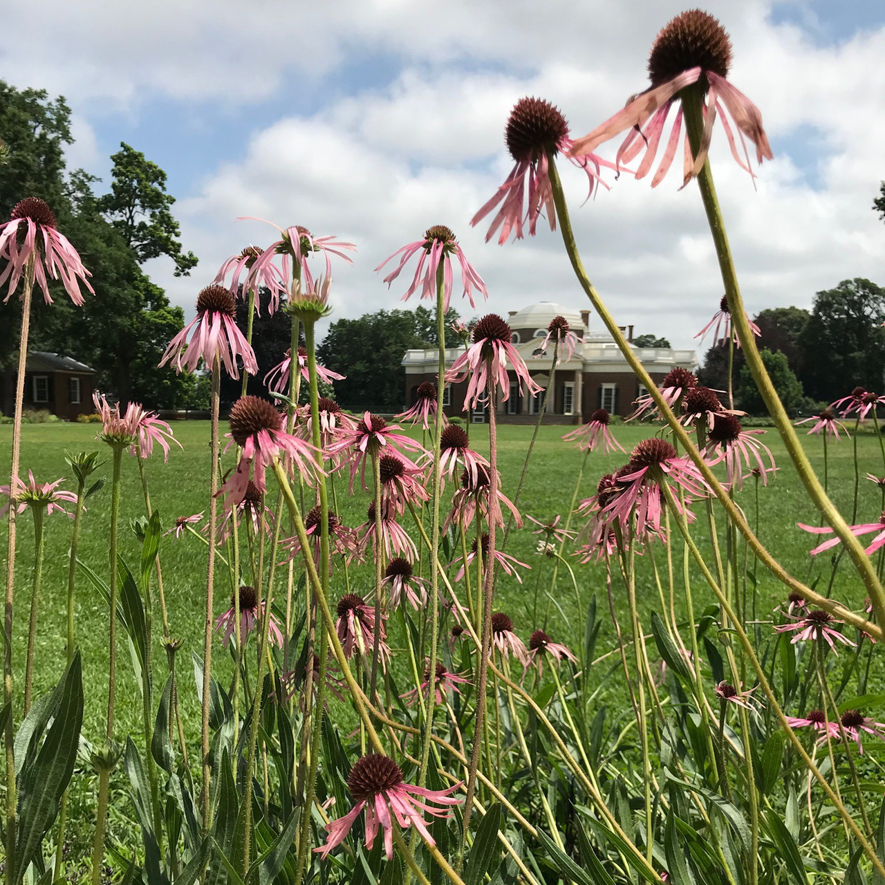 Narrow-leaved Coneflower (Echinacea angustifolia)