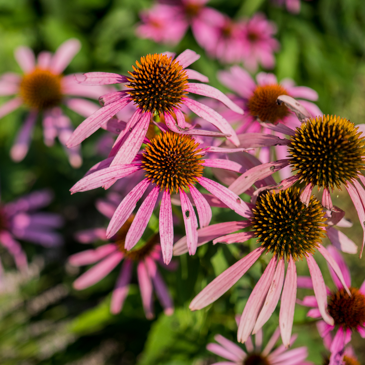 Narrow-leaved Coneflower Seeds (Echinacea angustifolia)