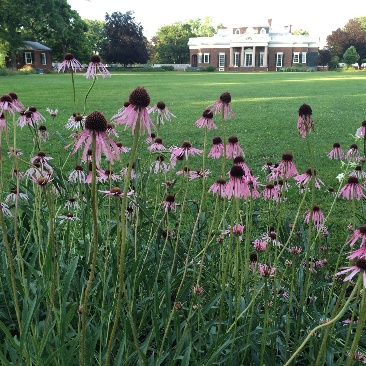 Narrow-leaved Coneflower (Echinacea angustifolia)