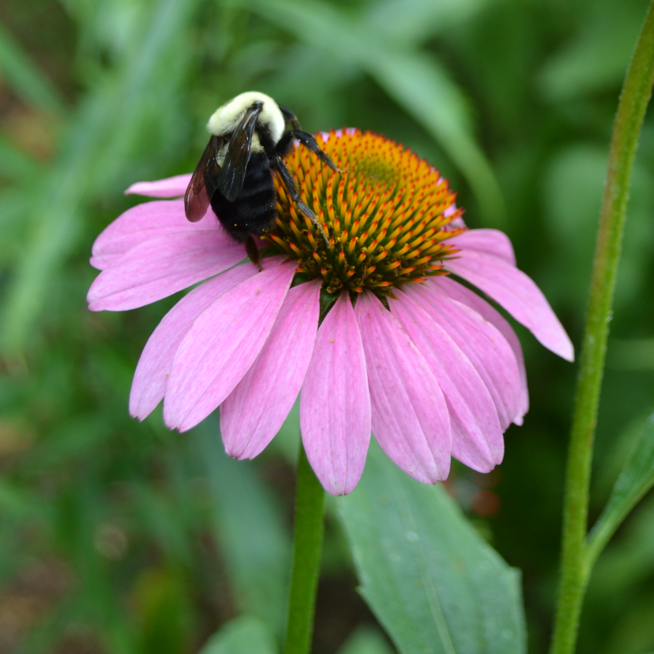 Purple Coneflower Seeds (Echinacea purpurea)