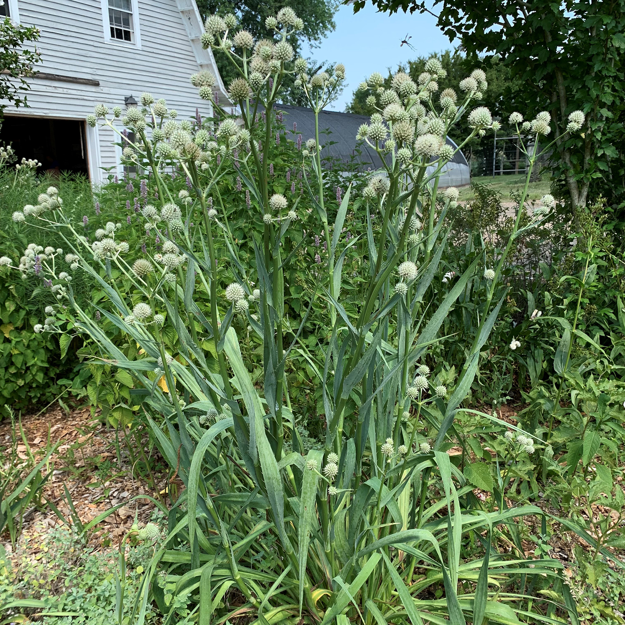 Rattlesnake Master (Eryngium yuccifolium)