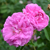 "Elegant Gallica" Rose (Rosa gallica 'Officinalis' variety)