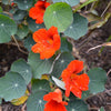 Empress of India Nasturtium Seeds (Tropaeolum minus cv.)