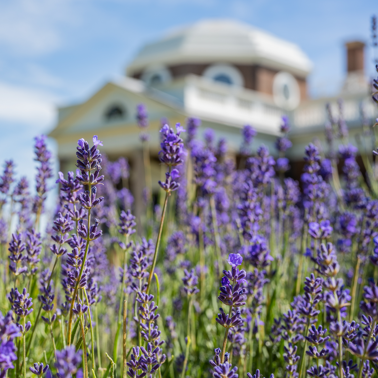 English Lavender (Lavandula angustifolia)