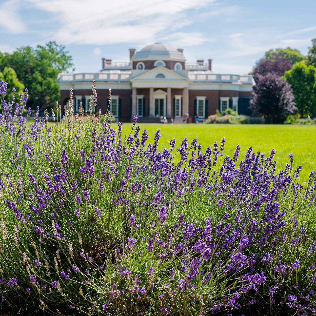 English Lavender (Lavandula angustifolia)