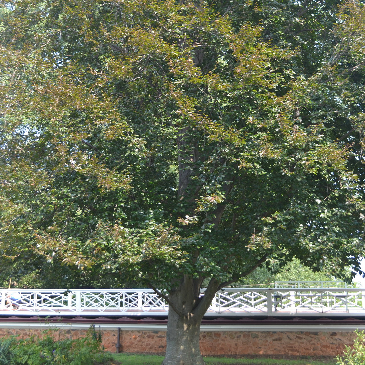 Bare Root European Copper Beech (Fagus sylvatica 'Purpurea')