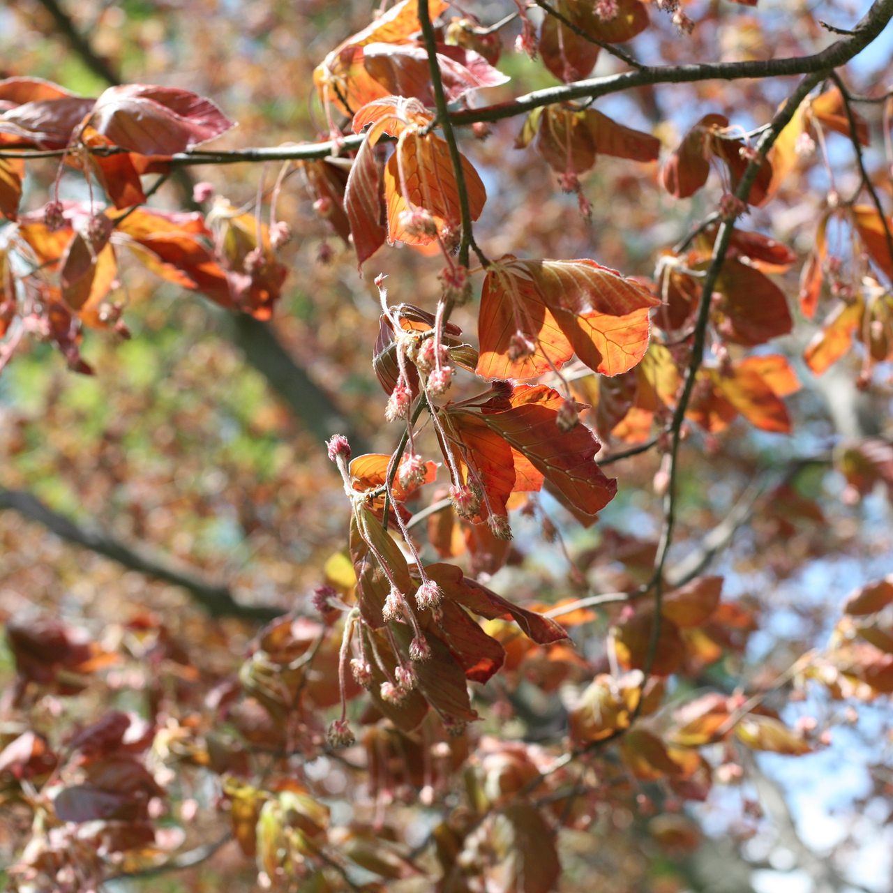 Bare Root European Copper Beech (Fagus sylvatica 'Purpurea')