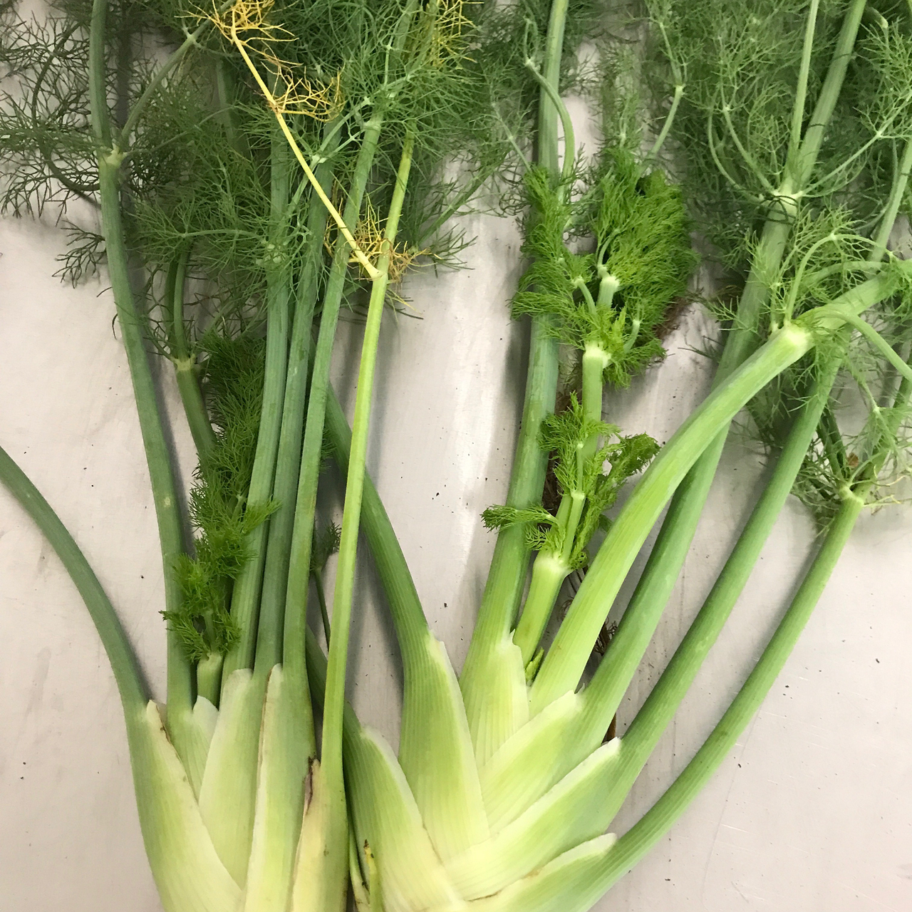 Florence Fennel Seeds (Foeniculum vulgare azoricum)