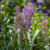 Feathered Hyacinth (Muscari comosum 'Plumosum')