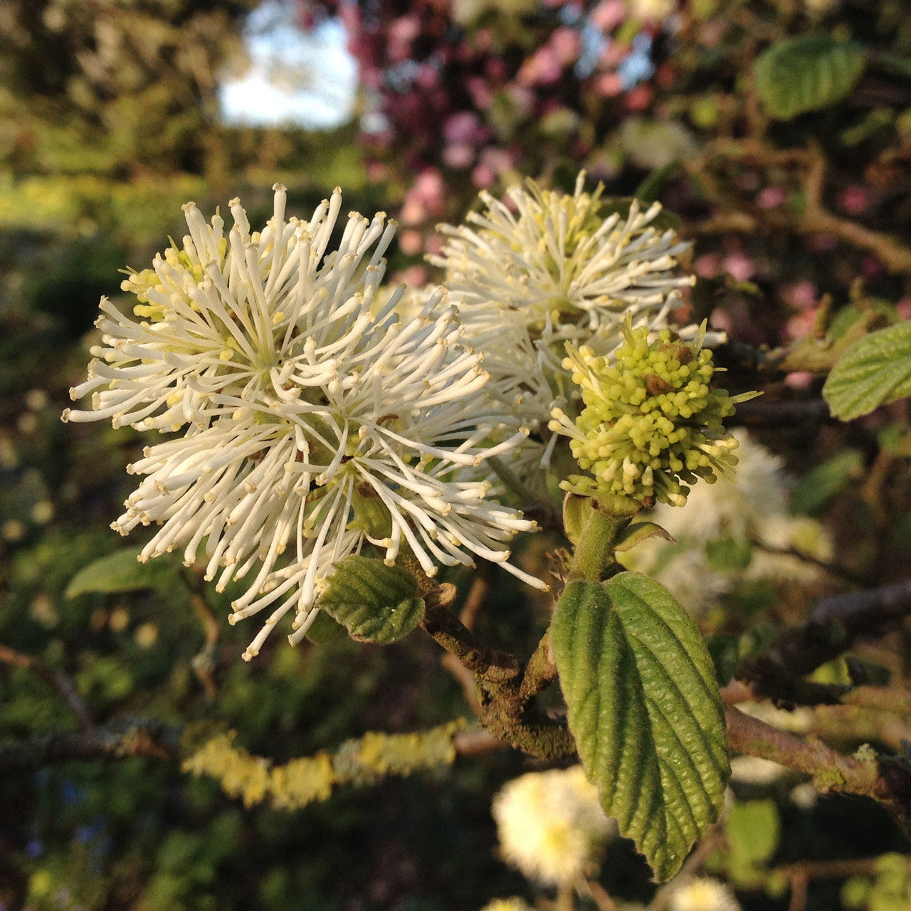 Dwarf Witch Alder (Fothergilla gardenii)