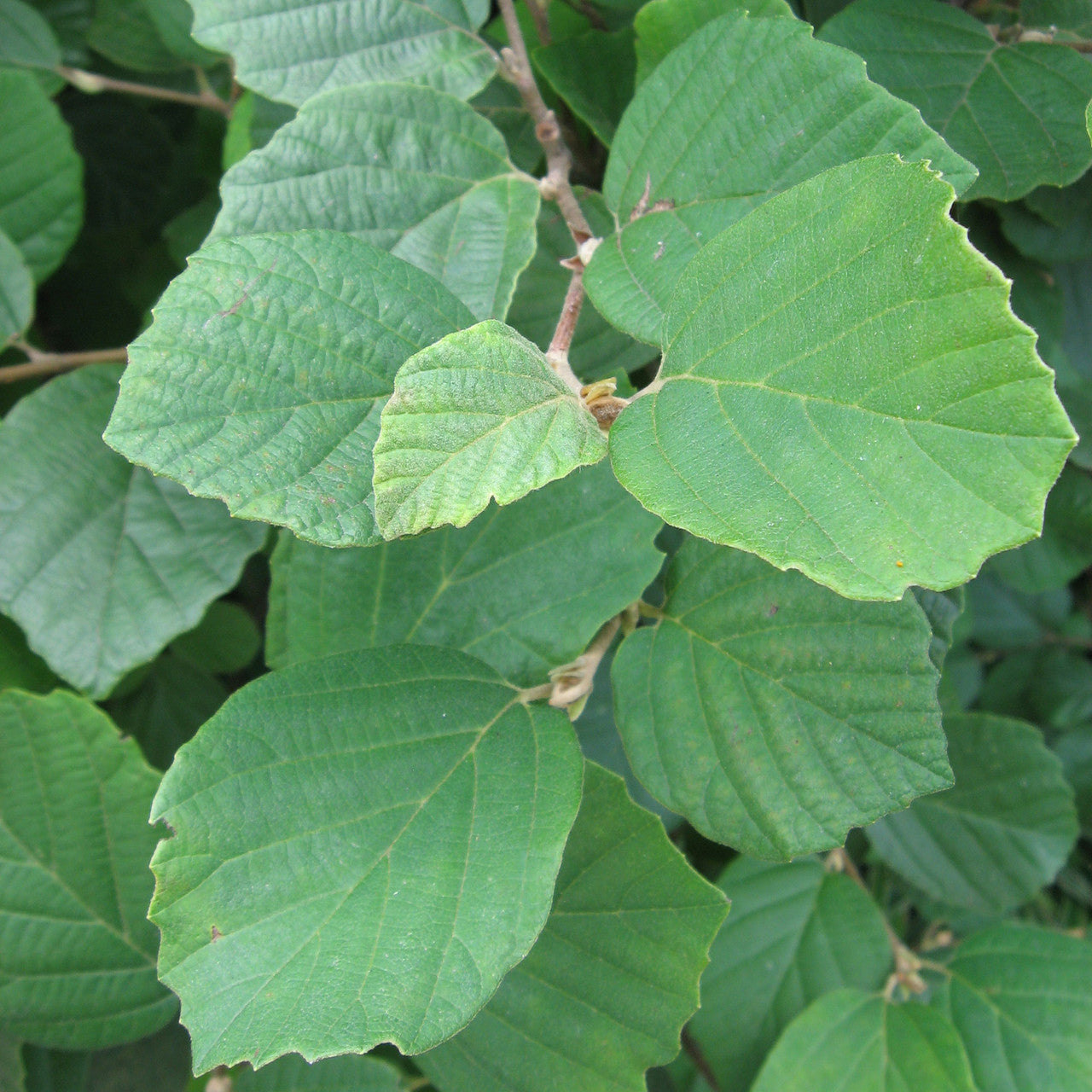 Dwarf Witch Alder (Fothergilla gardenii)