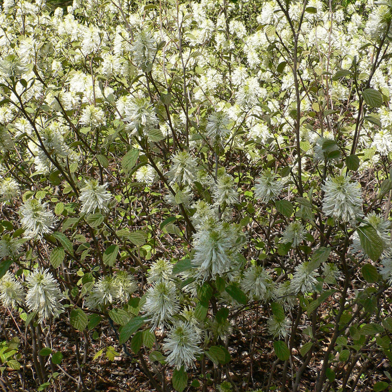 Dwarf Witch Alder (Fothergilla gardenii)