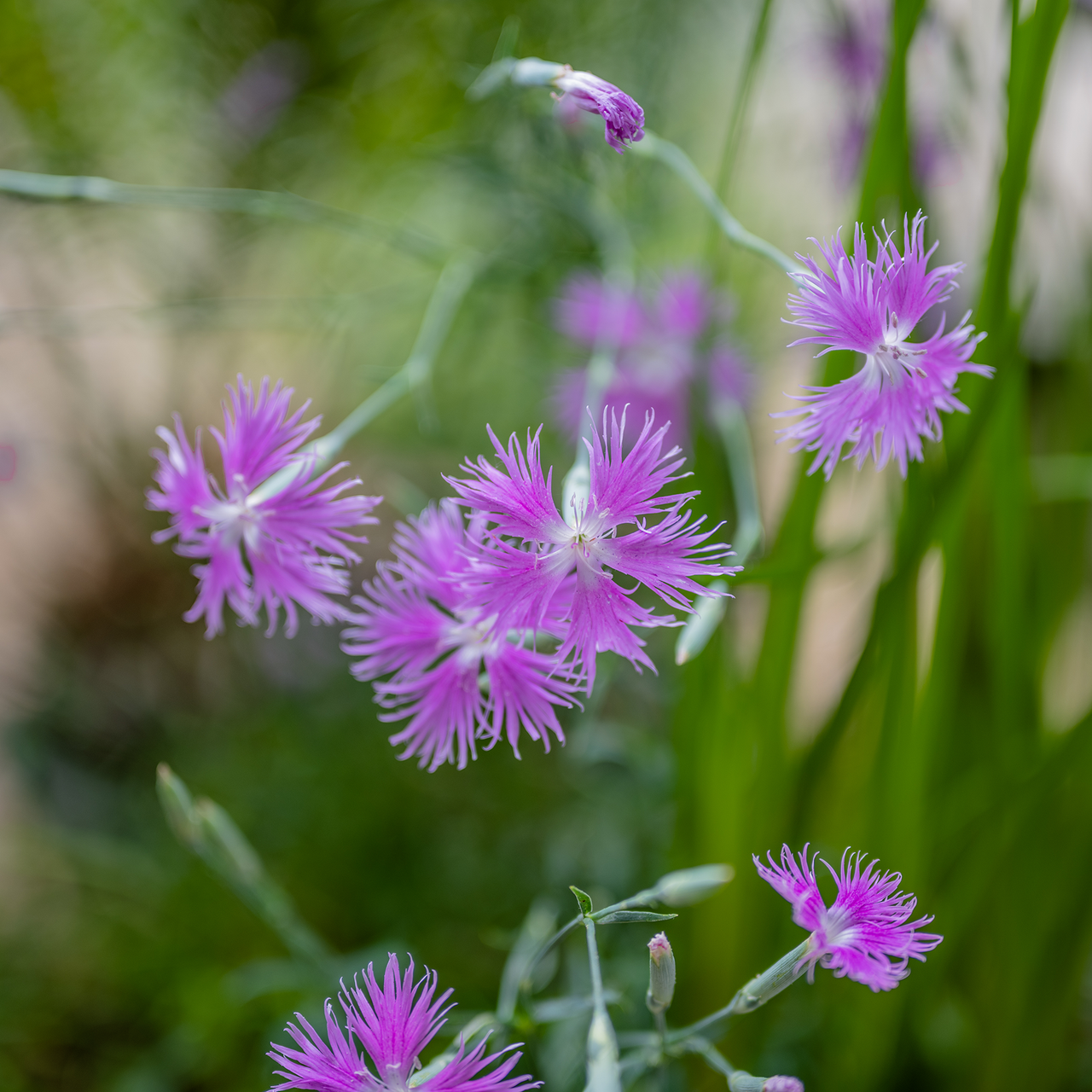 Fringed Pink (Dianthus superbus)