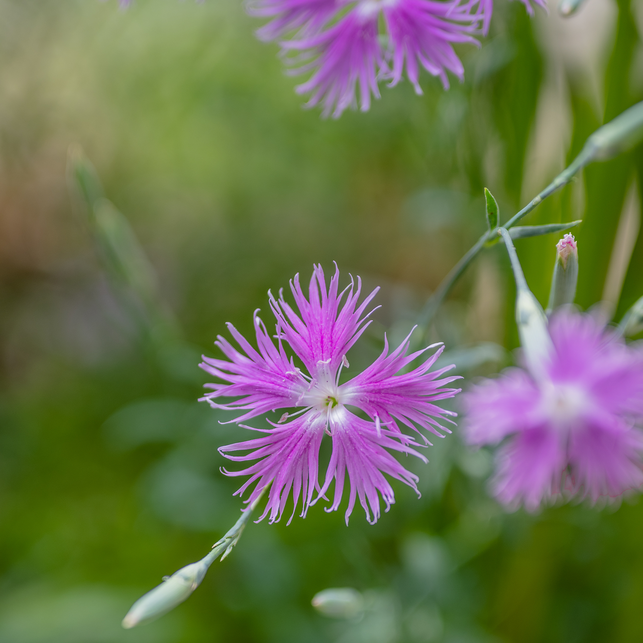 Fringed Pink (Dianthus superbus)