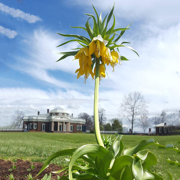 Yellow Crown Imperial Lily (Fritillaria imperialis 'Lutea Maxima')