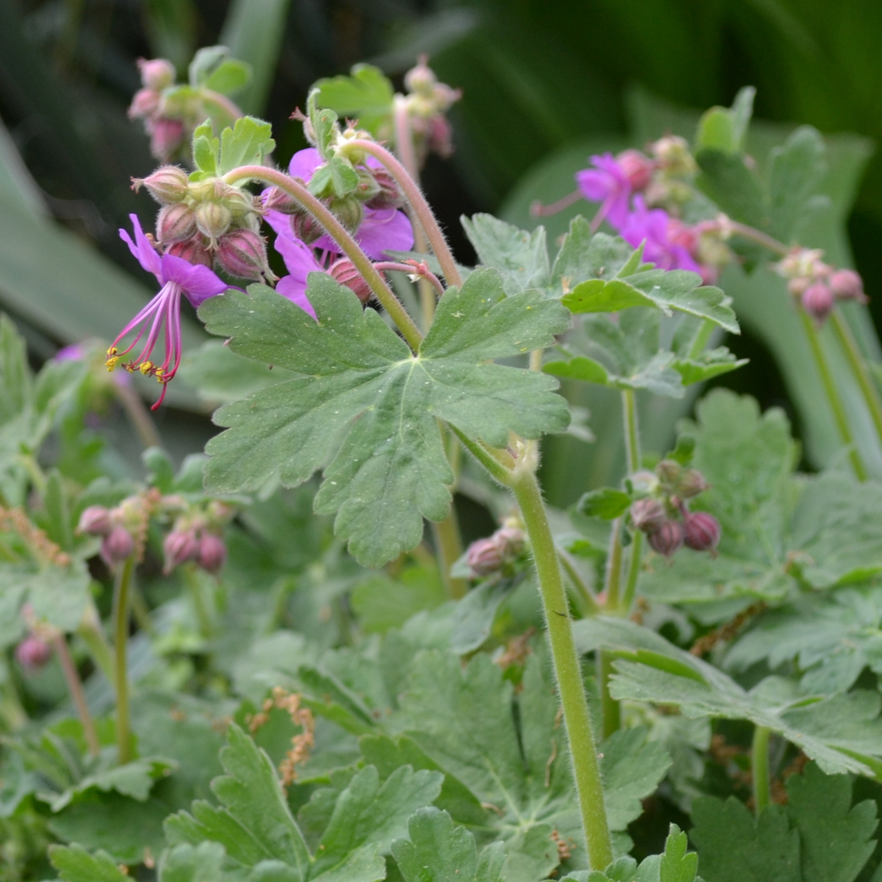 Musk Geranium (Geranium macrorrhizum)