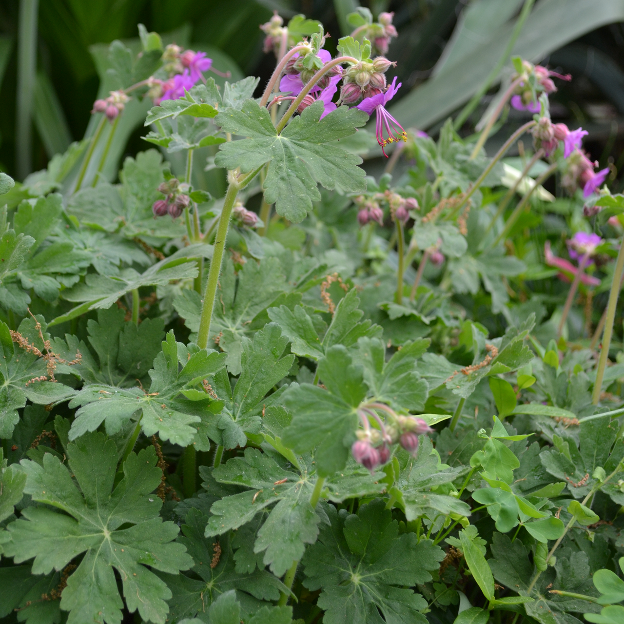 Musk Geranium (Geranium macrorrhizum)