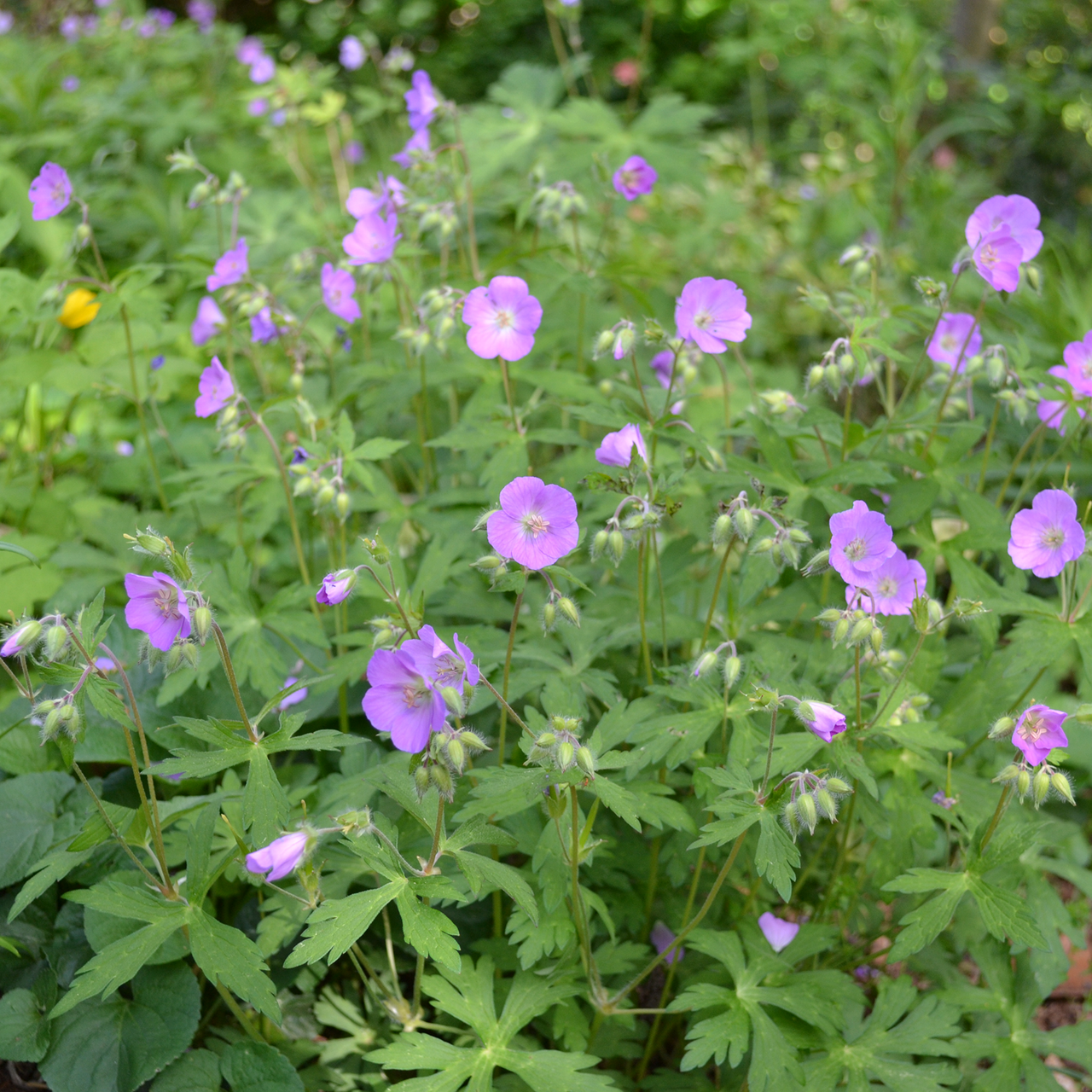 Wild Geranium (Geranium maculatum)