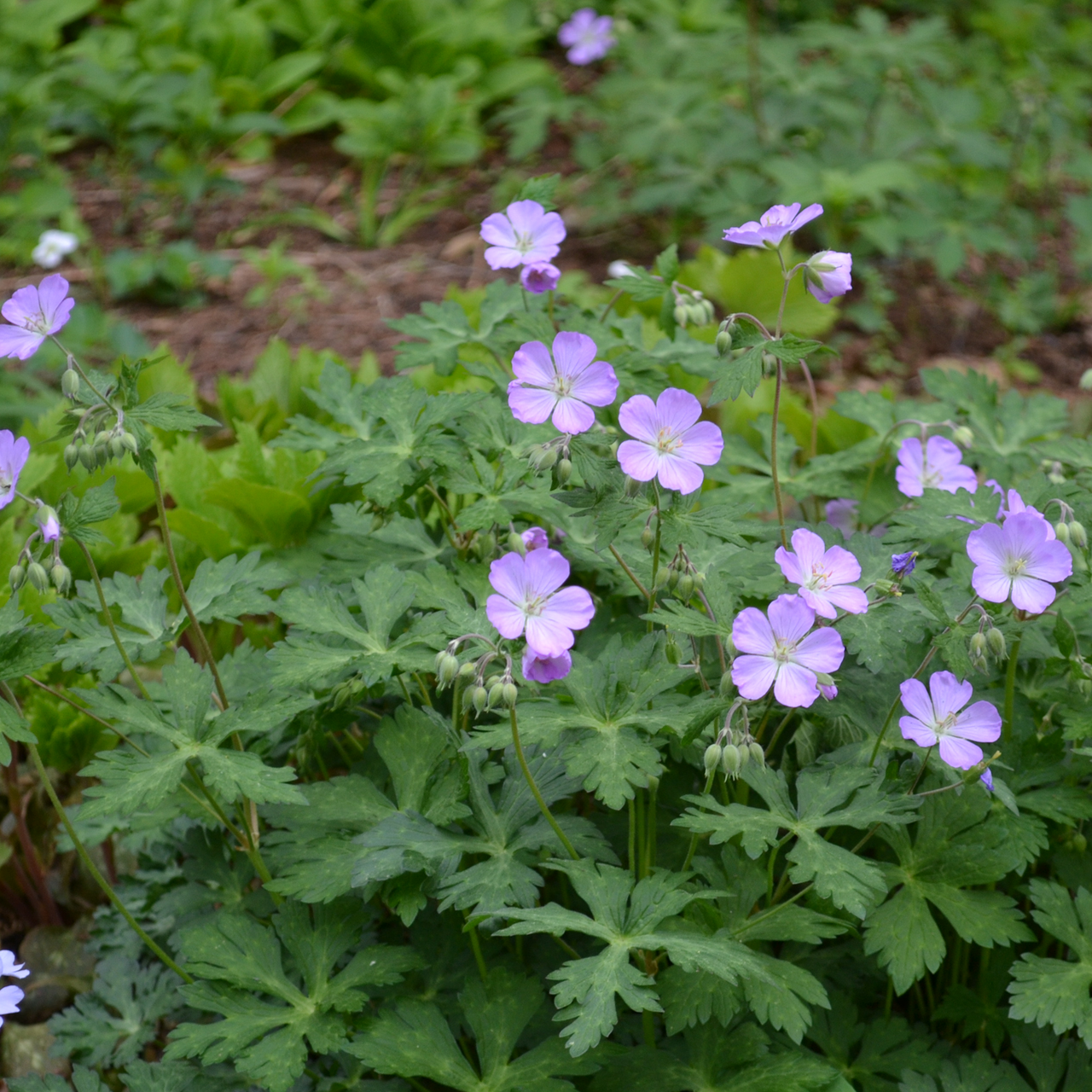 Wild Geranium (Geranium maculatum)