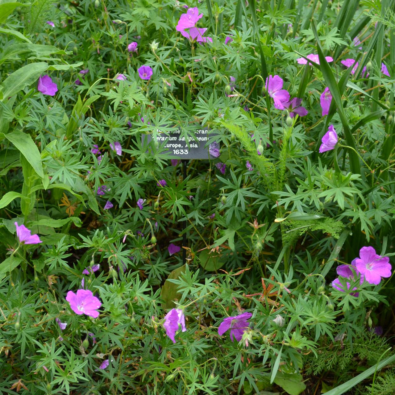 Bloody Geranium (Geranium sanguineum)