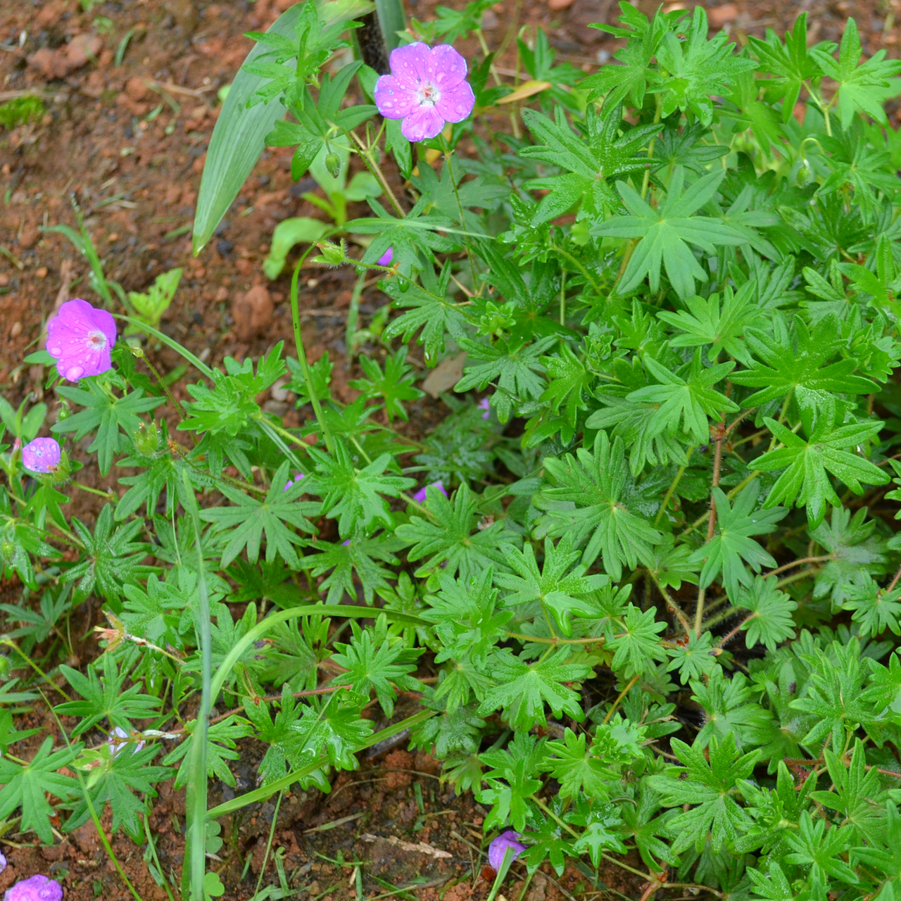 Bloody Geranium (Geranium sanguineum)