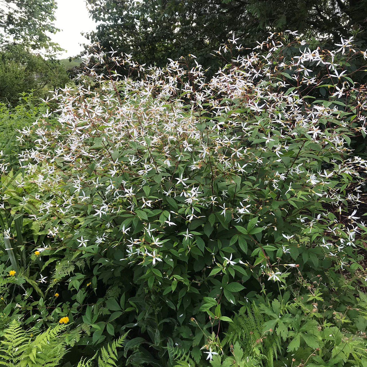 Indian Physic (Gillenia trifoliata)