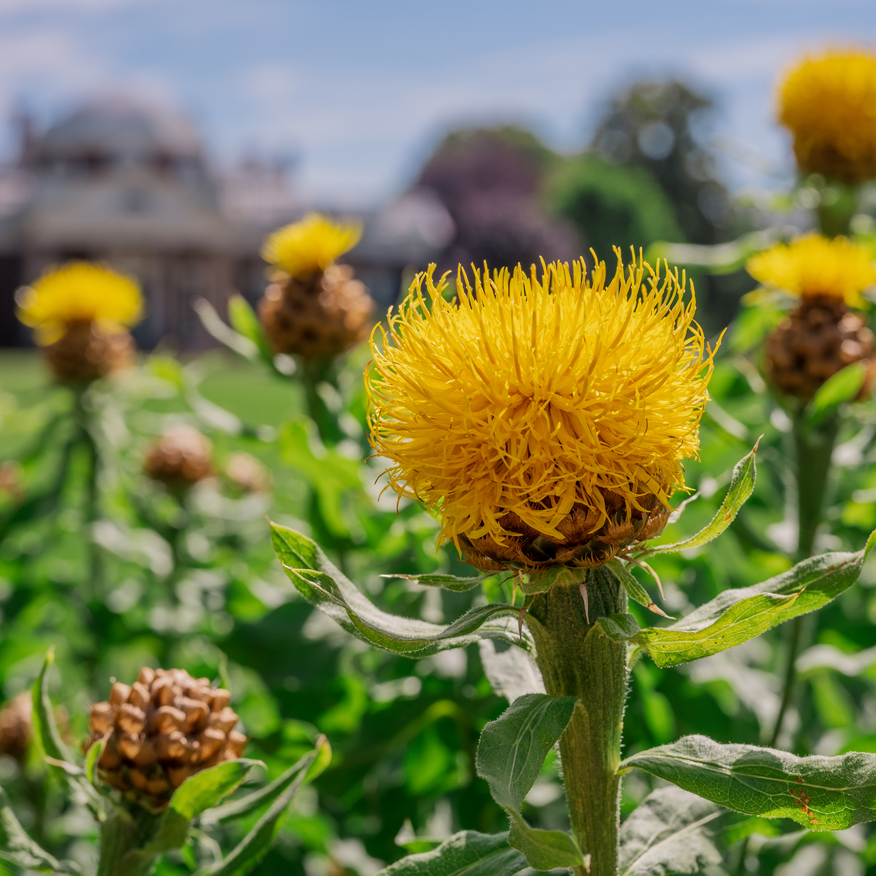 Globe Centaurea Seeds (Centaurea macrocephala)