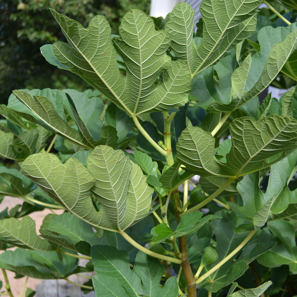 Green Ischia Fig (Ficus carica cv.)